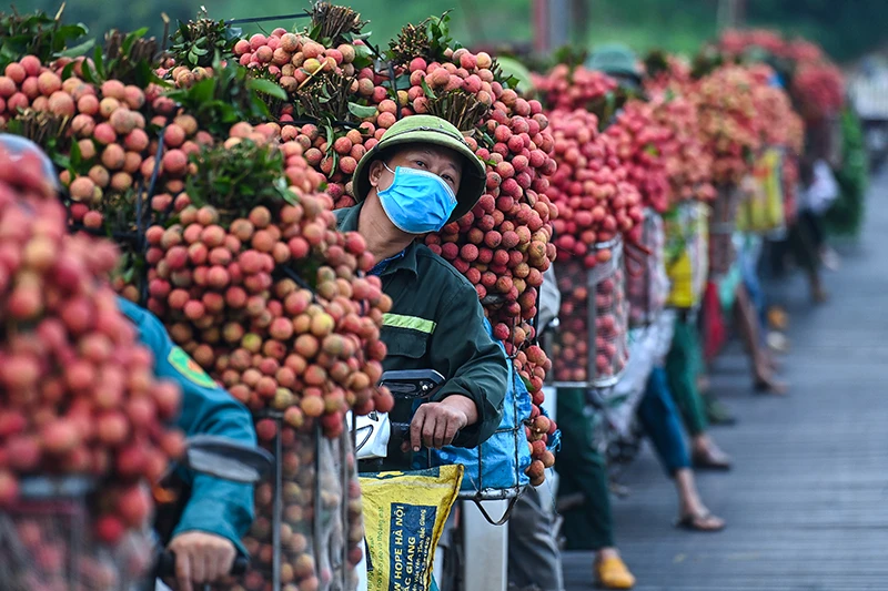 Năm nay, tỉnh Bắc Giang dự kiến sẽ thu hoạch khoảng 180 nghìn tấn vải thiều. Ảnh: GIANG HUY 