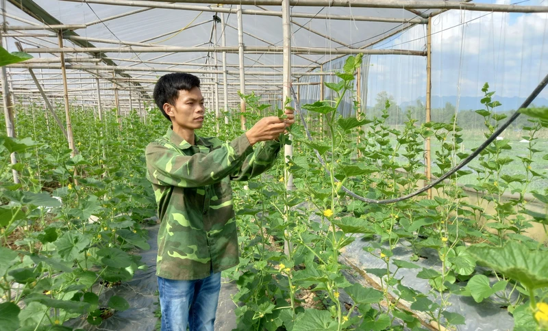 Anh Nguyễn Văn Võ trong nhà lưới áp dụng công nghệ tưới nhỏ giọt, trồng các loại dưa chất lượng cao.