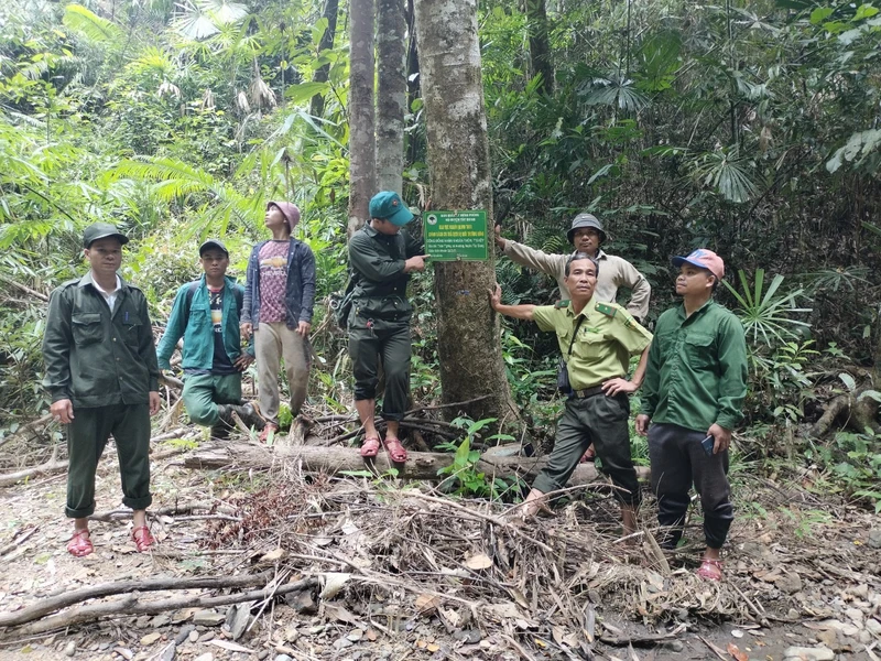 Lực lượng bảo vệ rừng chuyên trách Quảng Nam phối hợp với kiểm lâm địa bàn tuần tra, bảo vệ rừng. Ảnh: Tiến Quân