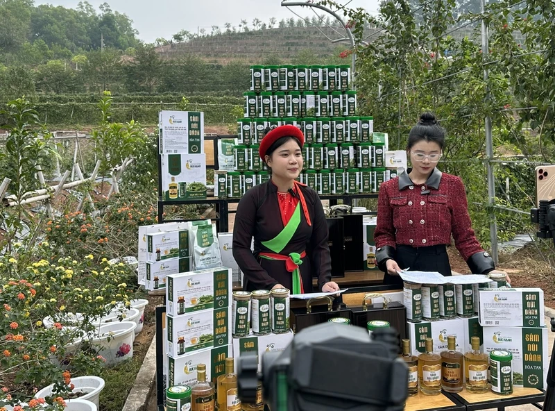 Hợp tác xã Sâm núi Dành Đức Hạnh (tỉnh Bắc Giang) thường xuyên tổ chức bán sản phẩm trên các nền tảng thương mại điện tử. Ảnh: Trần Đức 