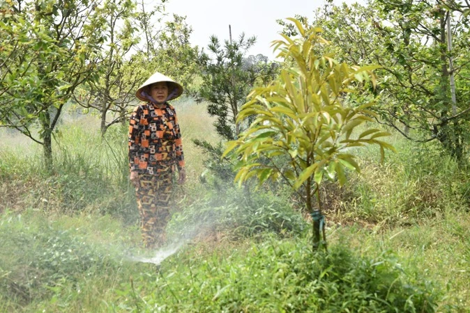 Người dân xã Mỹ Thành Bắc, huyện Cai Lậy (Tiền Giang) gần kênh Nguyễn Văn Tiếp lấy nước từ kênh tưới nước cho sầu riêng.