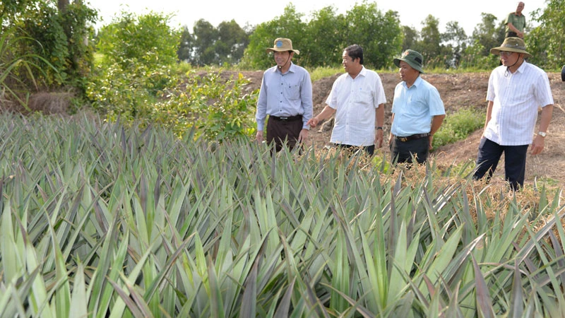 Lãnh đạo tỉnh Tiền Giang và huyện Tân Phước thăm vườn dứa tại xã Hưng Thạnh, huyện Tân Phước (Tiền Giang). 