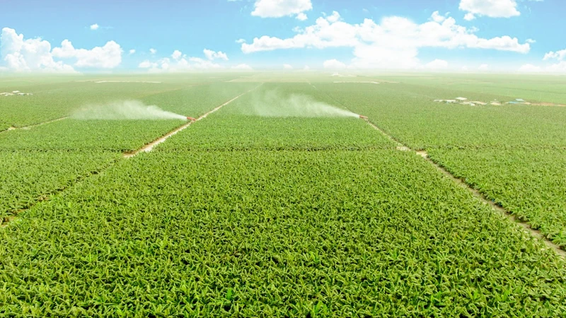 Năm 2024, THACO AGRI đề ra kế hoạch trồng mới 7.600ha chuối.