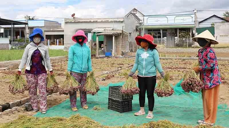 Nông dân trồng hành tím xã Nhơn Hải, huyện Ninh Hải, tỉnh Ninh Thuận phấn khởi vì đạt năng suất cao và được giá.