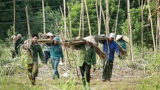 Người dân xã Tử Nê, huyện Tân Lạc, Hòa Bình đang thu hoạch mía.
