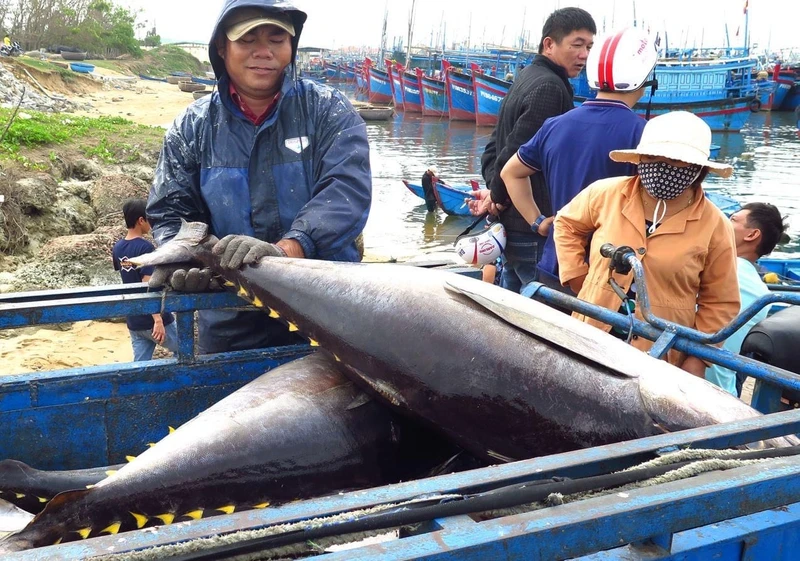Ngư dân Phú Yên khai thác cá ngừ đại dương chấp hành tốt việc chống khai thác thủy sản bất hợp pháp, không báo cáo và không theo quy định (IUU).