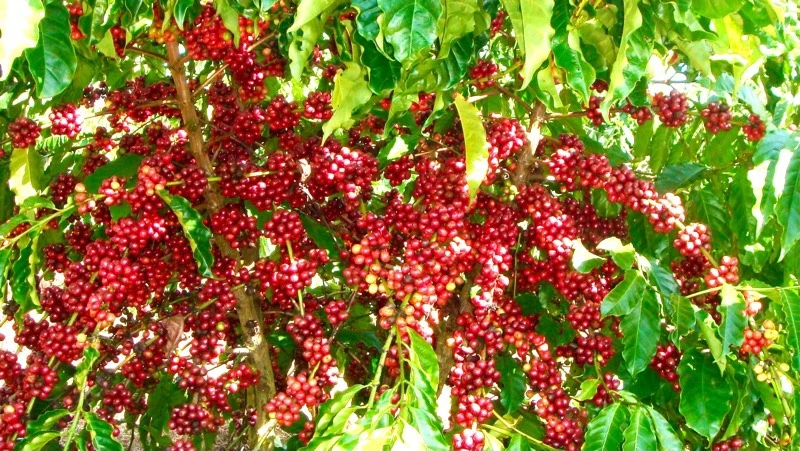 Cà-phê là một trong những mặt hàng nông sản xuất khẩu chủ lực của Việt Nam. (Ảnh: IDH)
