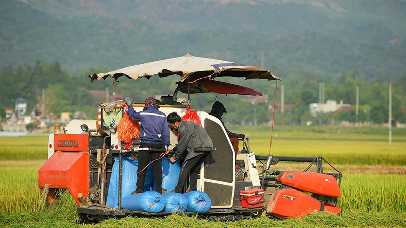 Chủ động đưa máy móc vào sản xuất nông nghiệp, Điện Biên có hàng nghìn nông dân thu nhập hàng trăm triệu đồng mỗi năm.