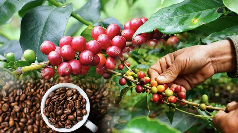 Điều gì sẽ giúp doanh nghiệp cà-phê Việt "làm chủ giá" trong năm 2024?