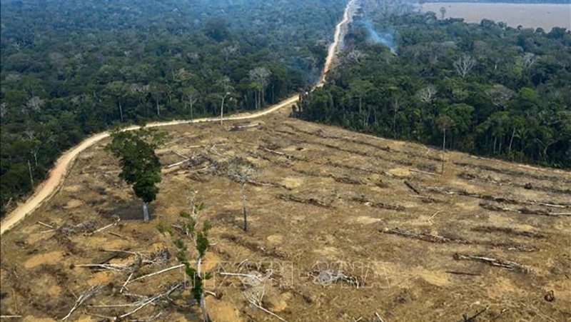 Khoảng rừng Amazon bị đốt phá tại Porto Velho, bang Rondonia, Brazil. (Ảnh tư liệu: AFP/TTXVN)
