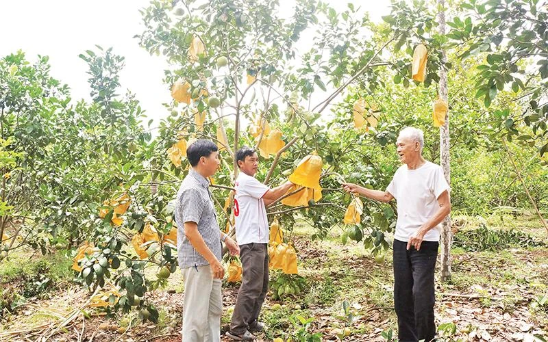 Ông Lâm Ðức Chuân bên vườn cam trĩu quả của gia đình được trồng ngay trên hố bom ở xóm Thanh Mỹ, xã Thượng Lộc (huyện Can Lộc, tỉnh Hà Tĩnh). 