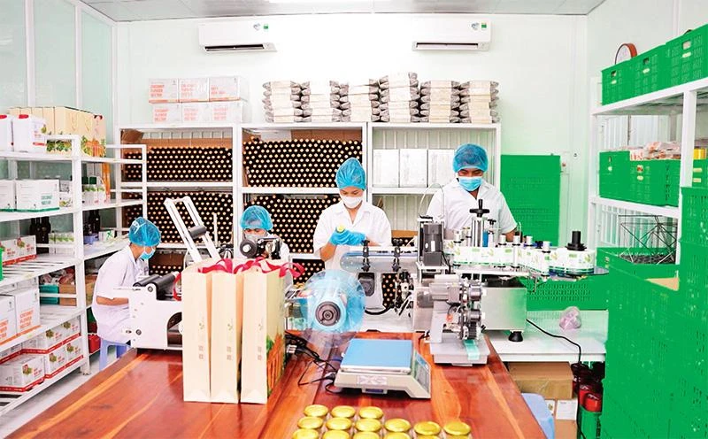 Công ty TNHH Trà Vinh FARM (tỉnh Trà Vinh) sản xuất mật hoa dừa ứng dụng công nghệ cao. (Ảnh LÝ LONG) 