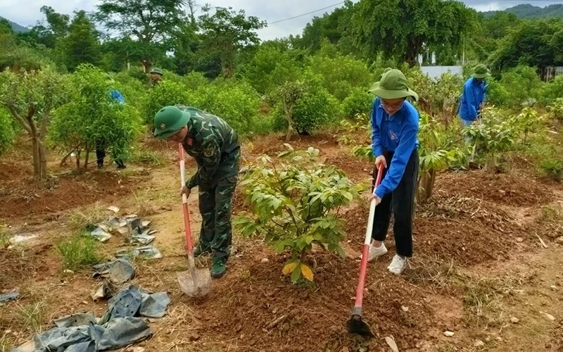 Cán bộ, trí thức trẻ tình nguyện Lâm trường 42, Ðoàn Kinh tế-Quốc phòng 327 giúp gia đình ông Bùi Văn Thoạn (Móng Cái, Quảng Ninh) chăm sóc vườn cây. 