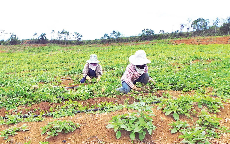 Người dân huyện Kon Plông, tỉnh Kon Tum chăm sóc cây Hồng đẳng sâm. 