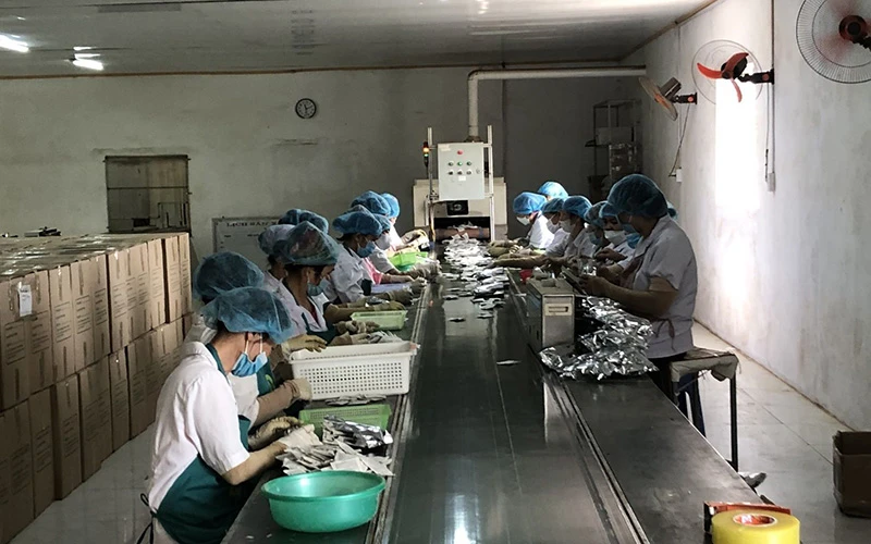 Ðóng gói sản phẩm trà thảo dược tại Công ty cổ phần Ðầu tư, thương mại, xuất nhập khẩu Thái Hưng. 