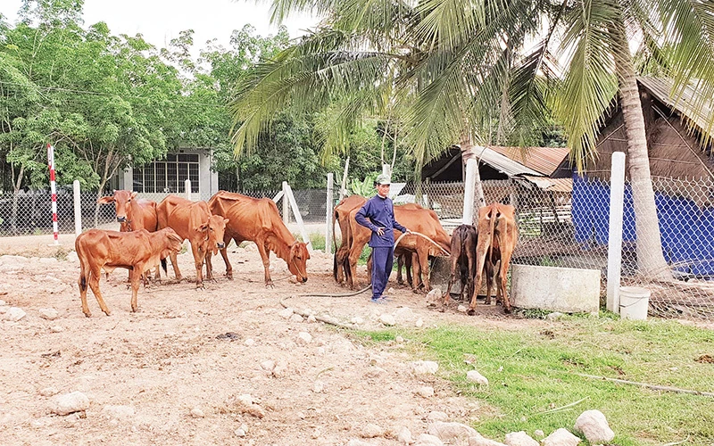Anh Phạm Văn Út bỏ nghề làm mướn, chuyển sang nuôi bò cái sinh sản, thoát nghèo. 