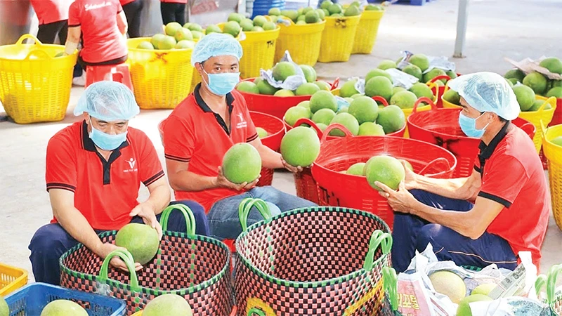 Kiểm tra trái cây trước khi xuất khẩu tại Công ty Vina T&T Group. (Ảnh MINH HÀ) 
