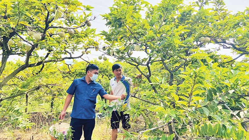 Vùng trồng na ở xã Việt Dân, thị xã Ðông Triều đem lại giá trị kinh tế cao. 
