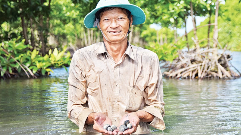 Ông Nguyễn Hoàng Lương thu hoạch sò huyết nuôi dưới tán rừng phòng hộ. 