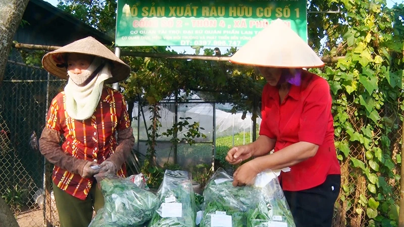 Trồng rau sạch tại Hợp tác xã Phù Vân, thành phố Phủ Lý. 