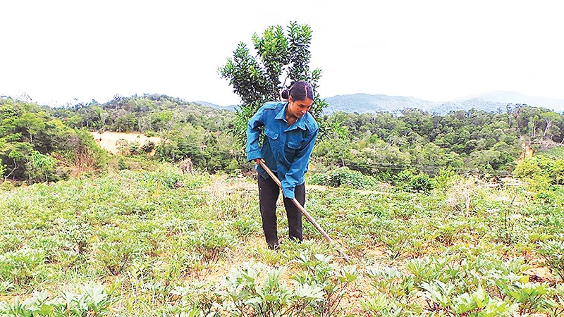 Gia đình chị Y Mua, xã Măng Cành, huyện Kon Plông chuyển đổi từ trồng cây sắn không hiệu quả sang trồng cây đương quy cho thu nhập tăng gấp hai lần. 