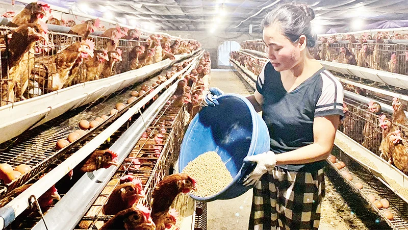 Nguồn vốn tín dụng giúp nông dân xã Toàn Thắng, huyện Kim Ðộng, tỉnh Hưng Yên phát triển sản xuất chăn nuôi gà. 