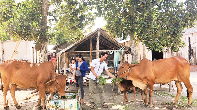 Người dân tại một xã nông thôn mới thuộc huyện Tân Châu chăm sóc đàn gia súc. 