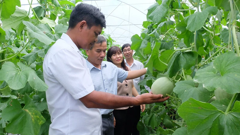 Mô hình trồng dưa lưới ở xã Lộc Hưng, huyện Lộc Ninh đã giúp nhiều gia đình nâng cao thu nhập. 