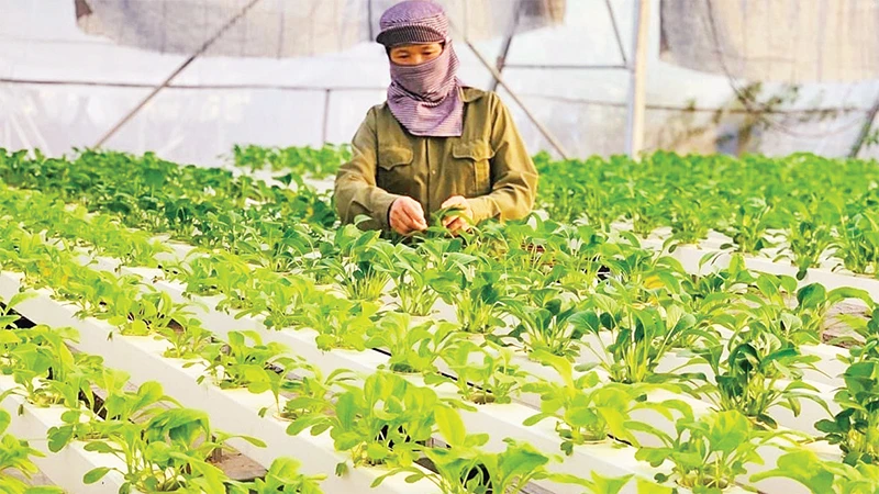 Sản xuất rau an toàn tại huyện Thanh Trì. (Ảnh Tri Thành) 