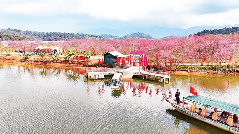 Khách du lịch tham quan đảo hoa anh đào tại hồ Pá Khoang, thành phố Ðiện Biên Phủ. (Ảnh Phan Thành - Fanpage "Du lịch Ðiện Biên cùng thổ địa") 