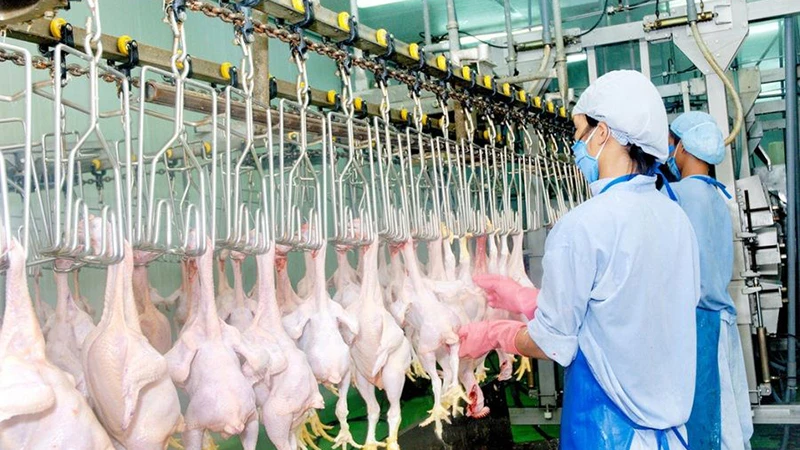 Dây chuyền chế biến thịt gà xuất khẩu sang Nhật Bản tại Công ty TNHH Koyu & Unitek (tỉnh Ðồng Nai). 
