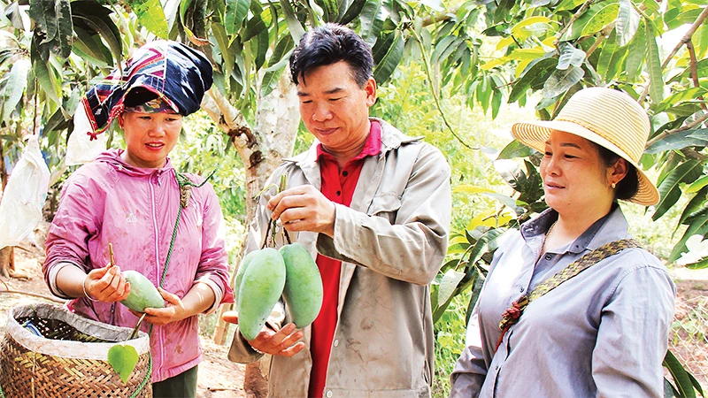 Người trồng xoài Yên Châu trao đổi kỹ thuật thu hái phục vụ cho nhà máy chế biến nông sản và hoạt động xuất khẩu. 