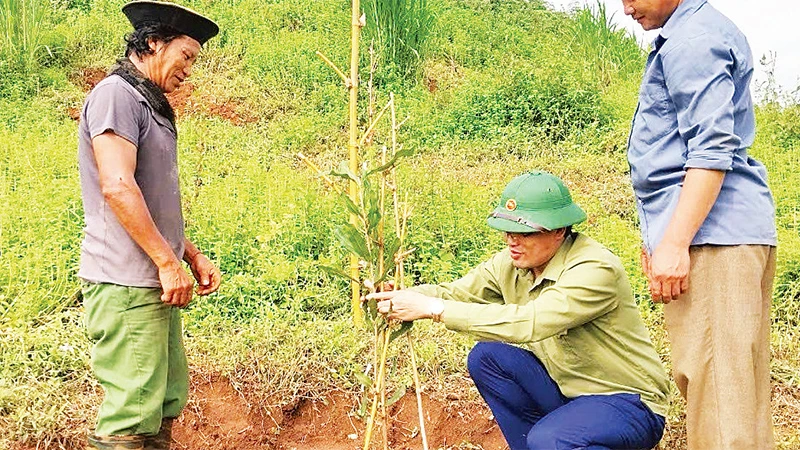 Cán bộ Phòng Dân tộc huyện Tuần Giáo hướng dẫn người dân kỹ thuật trồng, chăm sóc cây mắc-ca. 