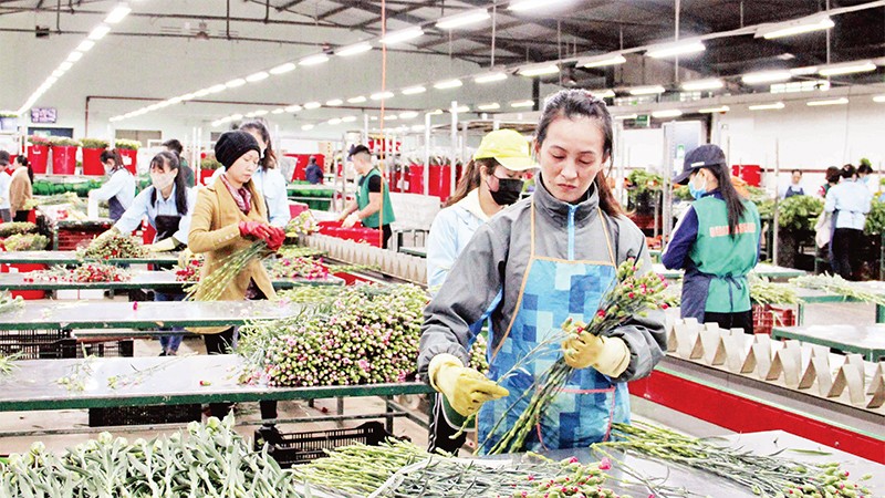 Dây chuyền phân loại, tuyển chọn hoa đạt tiêu chuẩn xuất khẩu tại Dalat Hasfarm, thành phố Ðà Lạt. 
