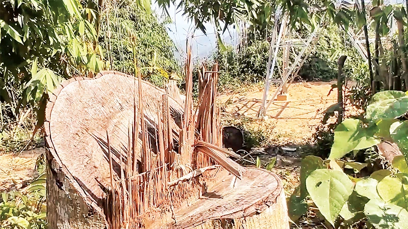 Hàng trăm cây rừng bị đốn hạ trái phép khi thi công đường dây 110 kV (giai đoạn 2) Thủy điện Tr'Hy qua huyện Tây Giang và Ðông Giang. 