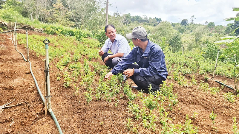 Sản phẩm cây cỏ ngọt của Hợp tác xã Nông nghiệp-Du lịch trải nghiệm Kon Tu Rằng mang lại giá trị kinh tế cao. 
