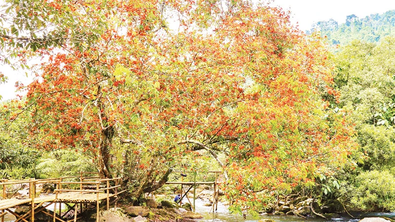 Suối Moọc- nơi có nhiều cây hoa vàng anh - khu du lịch sinh thái của Vườn quốc gia Phong Nha-Kẻ Bàng. Suối Moọc theo từ địa phương là "nước mọc" từ dưới lên. 