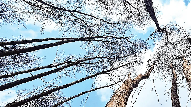 Những cây rừng còn sót lại sau vụ cháy tại Nông trường 402 đang héo quắt. 