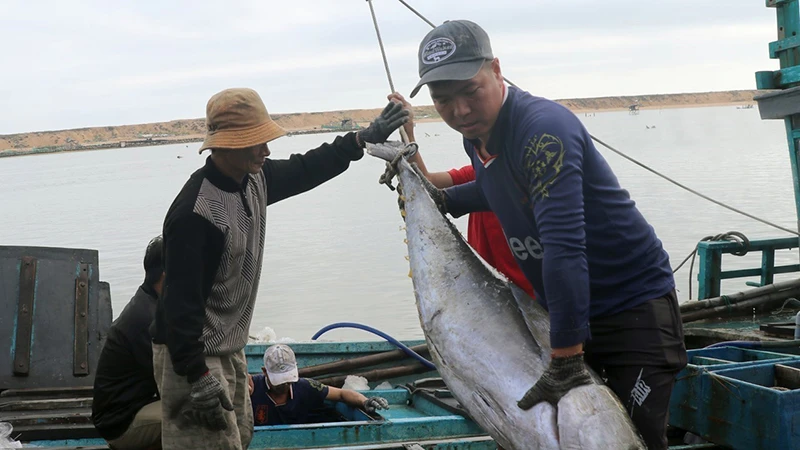 Ngư dân tỉnh Phú Yên vận chuyển cá ngừ lên bờ. (Ảnh TTXVN) 