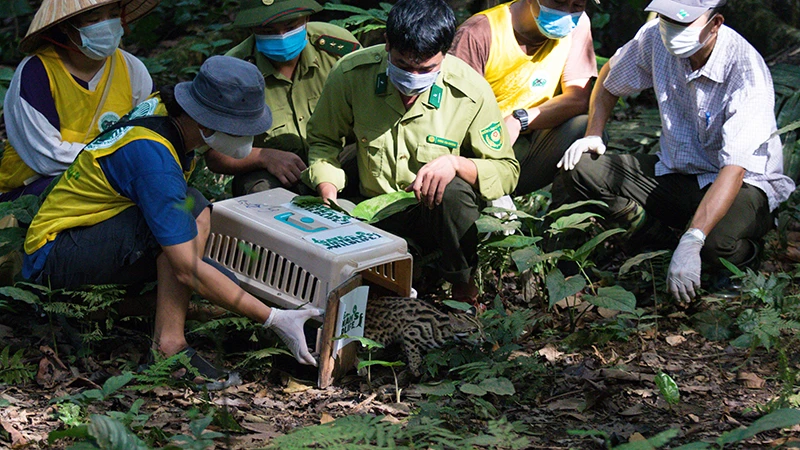 Cán bộ Trung tâm cứu hộ Cúc Phương thả động vật hoang dã về tự nhiên. 