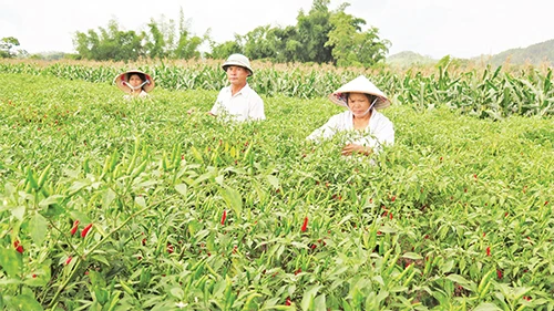 Nông dân ở xã Gia Cát, huyện Cao Lộc (Lạng Sơn), thu hái ớt xuất khẩu. 