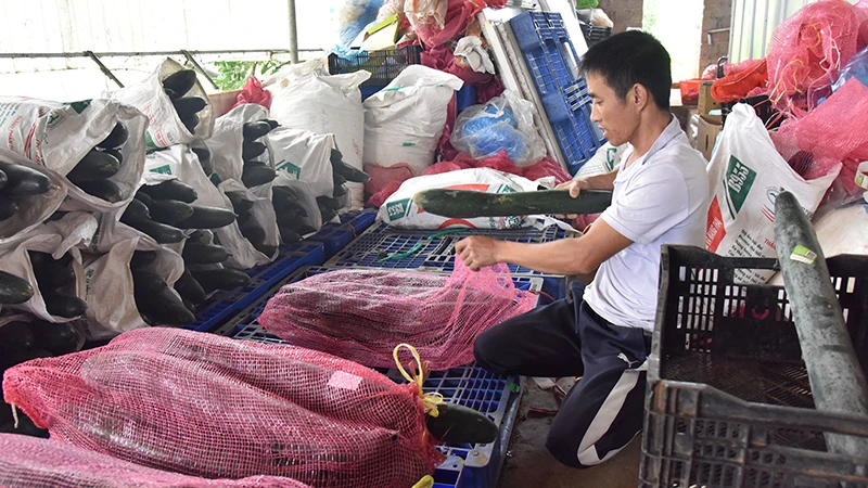 Ðóng gói nông sản tại Hợp tác xã rau an toàn Tự Nhiên, xã Ðông Sang, huyện Mộc Châu, tỉnh Sơn La. (Ảnh TUỆ NGHI) 