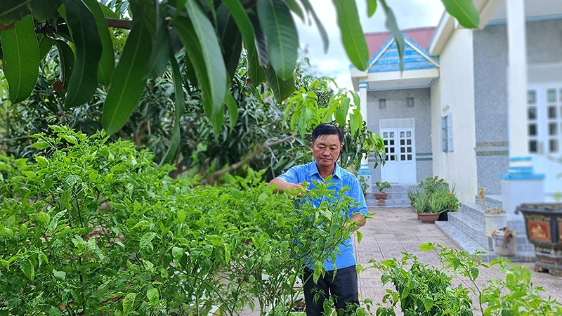 Ðảng viên Bùi Hùng Cường tranh thủ giờ nghỉ chăm sóc khu vườn với nhiều loại rau màu, cây ăn trái hệ nước ngọt. 