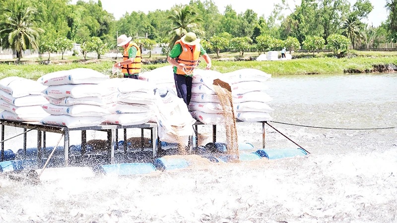 Vùng nuôi cá tra của một doanh nghiệp tại tỉnh Hậu Giang. 