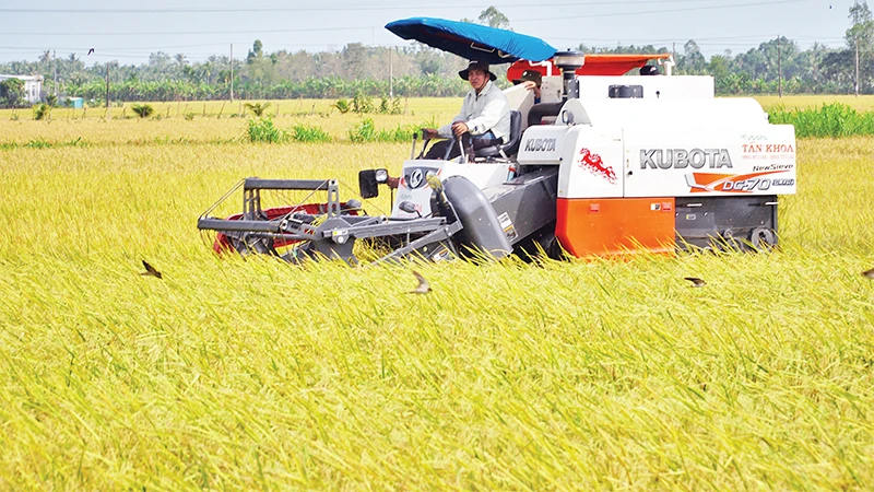 Thu hoạch lúa ST25, giống lúa cho gạo ngon nhất thế giới, theo mô hình canh tác xanh tại tỉnh Sóc Trăng. (Ảnh Nguyễn Phong) 