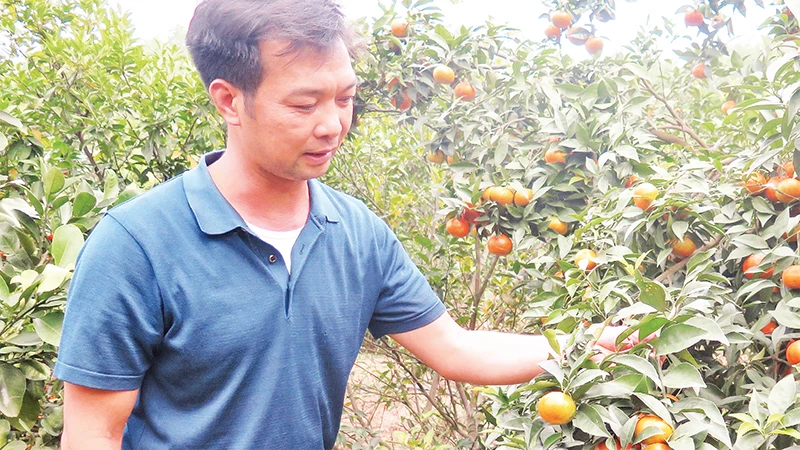 Người dân thôn Ba Nàng, xã Cai Kinh, huyện Hữu Lũng chăm sóc cây cam đường canh, đem lại hiệu quả kinh tế cao trên đất vườn đồi. 