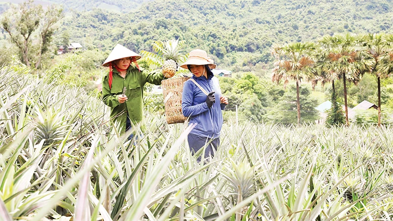 Người dân xã biên giới Mường Nhà thu hoạch dứa. 