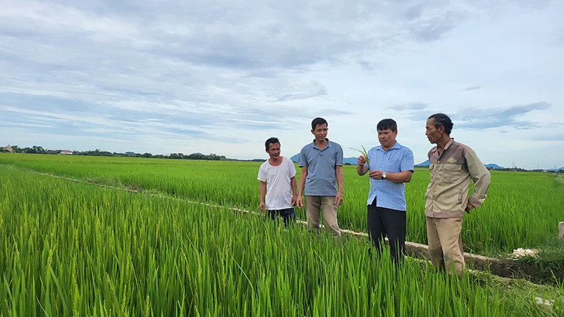 Cán bộ phụ trách lĩnh vực nông nghiệp xã Nam Phúc Thăng, huyện Cẩm Xuyên, tỉnh Hà Tĩnh hướng dẫn người dân thôn Ðồng Cao chăm sóc lúa hè thu. 