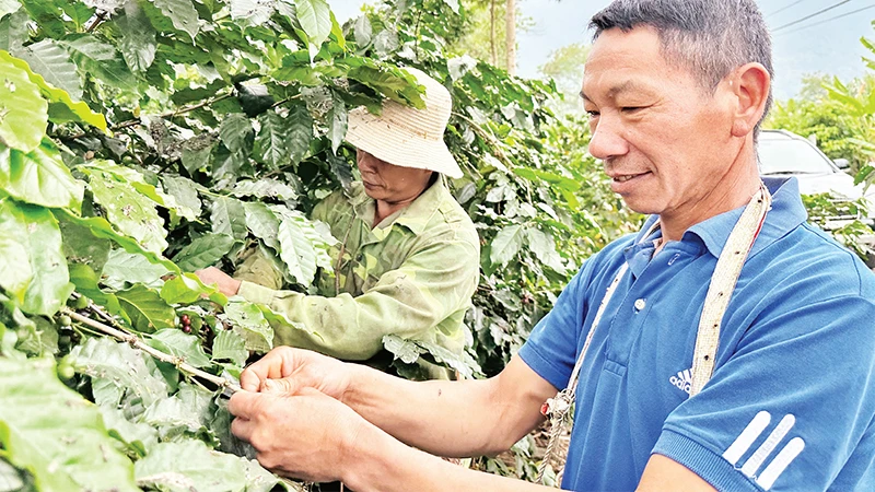 Ông Lầu Chồng Lử, dân tộc H’Mông là người có uy tín ở xã Ẳng Nưa, huyện Mường Ảng đã giúp nhiều gia đình trong xã, trong huyện kỹ thuật trồng, chăm sóc cà-phê để vươn lên thoát nghèo. 