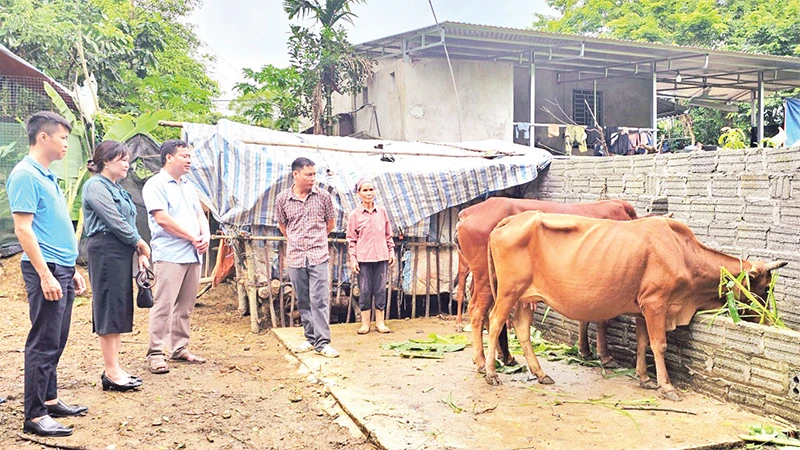 Nguồn vốn tín dụng chính sách giúp anh Ðinh Tiến Luyện, ở xóm Ðình, xã Thượng Long, huyện miền núi Yên Lập nuôi bò sinh sản kết hợp chăn nuôi lợn, gà, vươn lên thoát nghèo. 